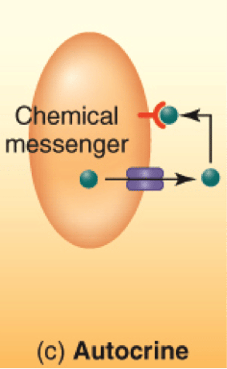 <p>autocrine</p>