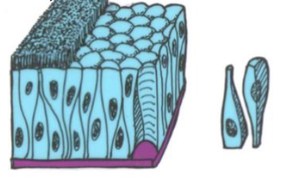 <p>Pseudostraitified columnar epithelium</p>