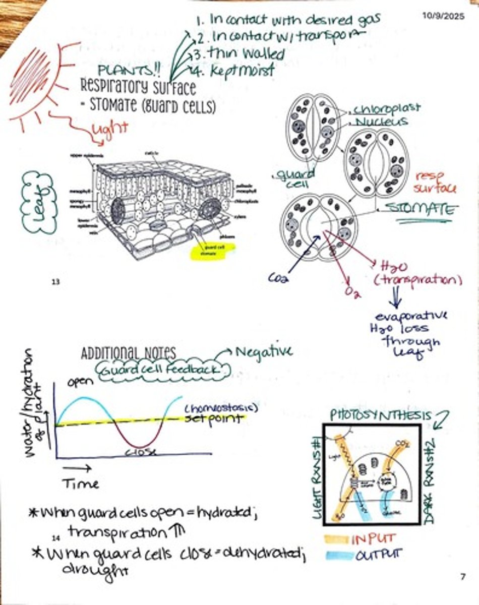 <p>Guard cells regulate the opening and closing of stomata to control gas exchange and water loss in plants.</p>