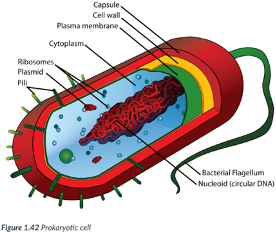 <p>Prokaryotic cells: ____ cells for 3 reasons: Ex: ____.</p><ul><li><p>1) Typically, ____ than eukaryotic cells.</p><ul><li><p>Most are between _____ (micrometers) in size (~ 1/30,000 of an inch); just visible with the ____ microscope.</p></li></ul></li><li><p>2) DNA is _____ in a nuclear membrane (prokaryotic = “___ the nucleus”).</p><ul><li><p>DNA is ____ &amp; free-floating.</p></li></ul></li><li><p>3) _____ many of the internal membrane-bound organelles of eukaryotic cells.</p></li></ul>