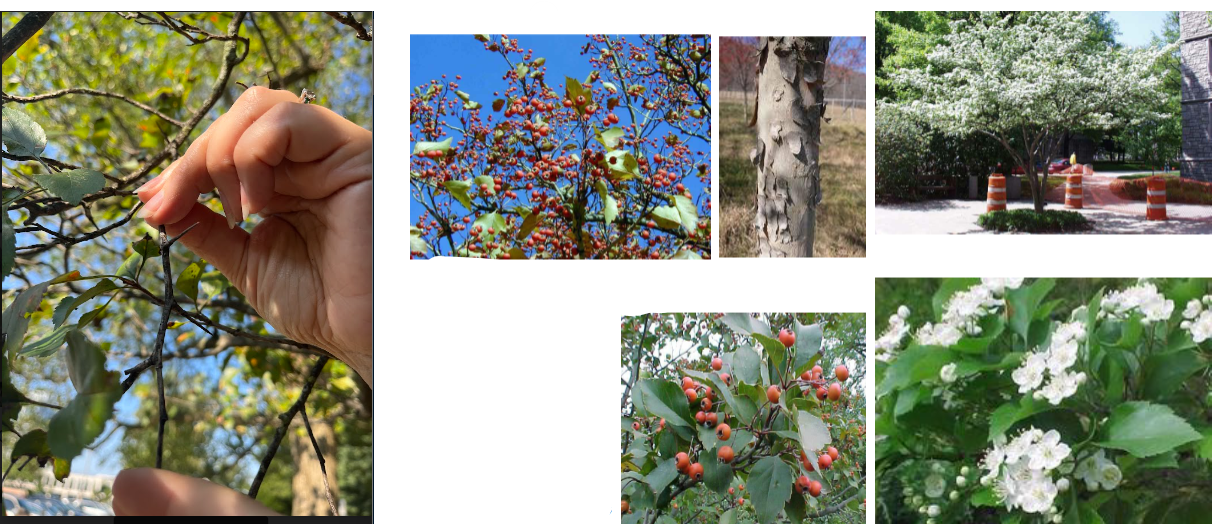 -branches with thorns sometimes
-berries, white flowers
-toothed leaves