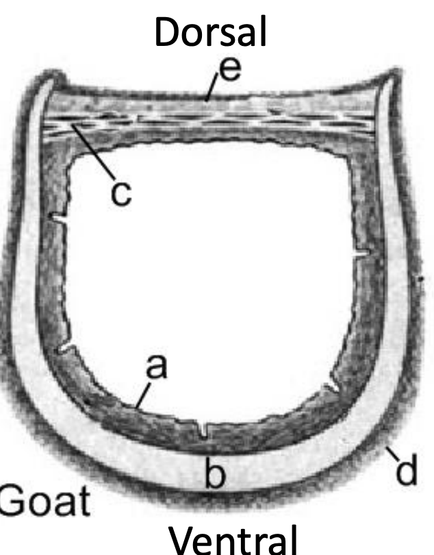<p><span style="color: rgb(0, 192, 255)"><strong>Trachea</strong></span></p><ul><li><p>Label a-e</p></li></ul><p></p>