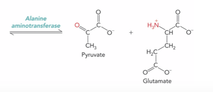 <p>Alanine aminotransferase ; Pyruvate and Glutamate</p>