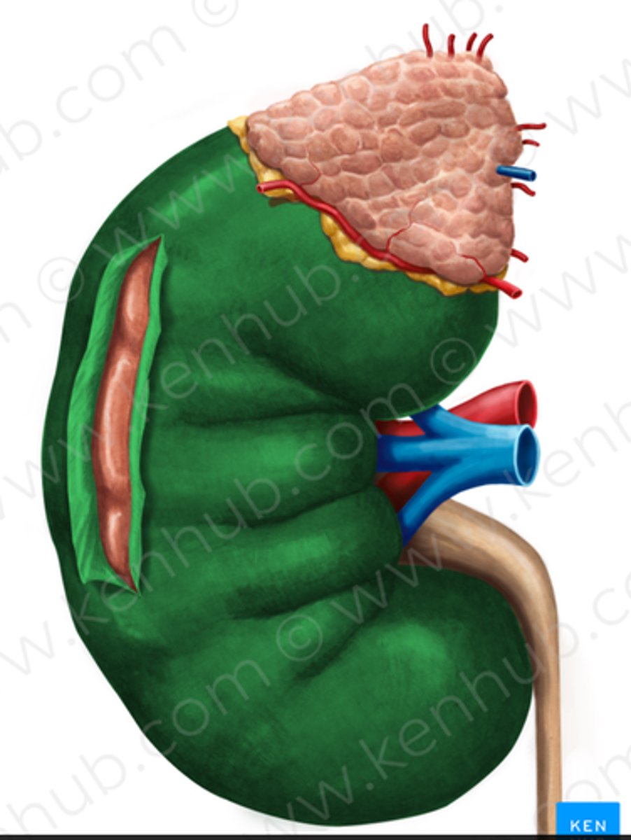<p>stram bindvävskapsel som omger njuren</p>