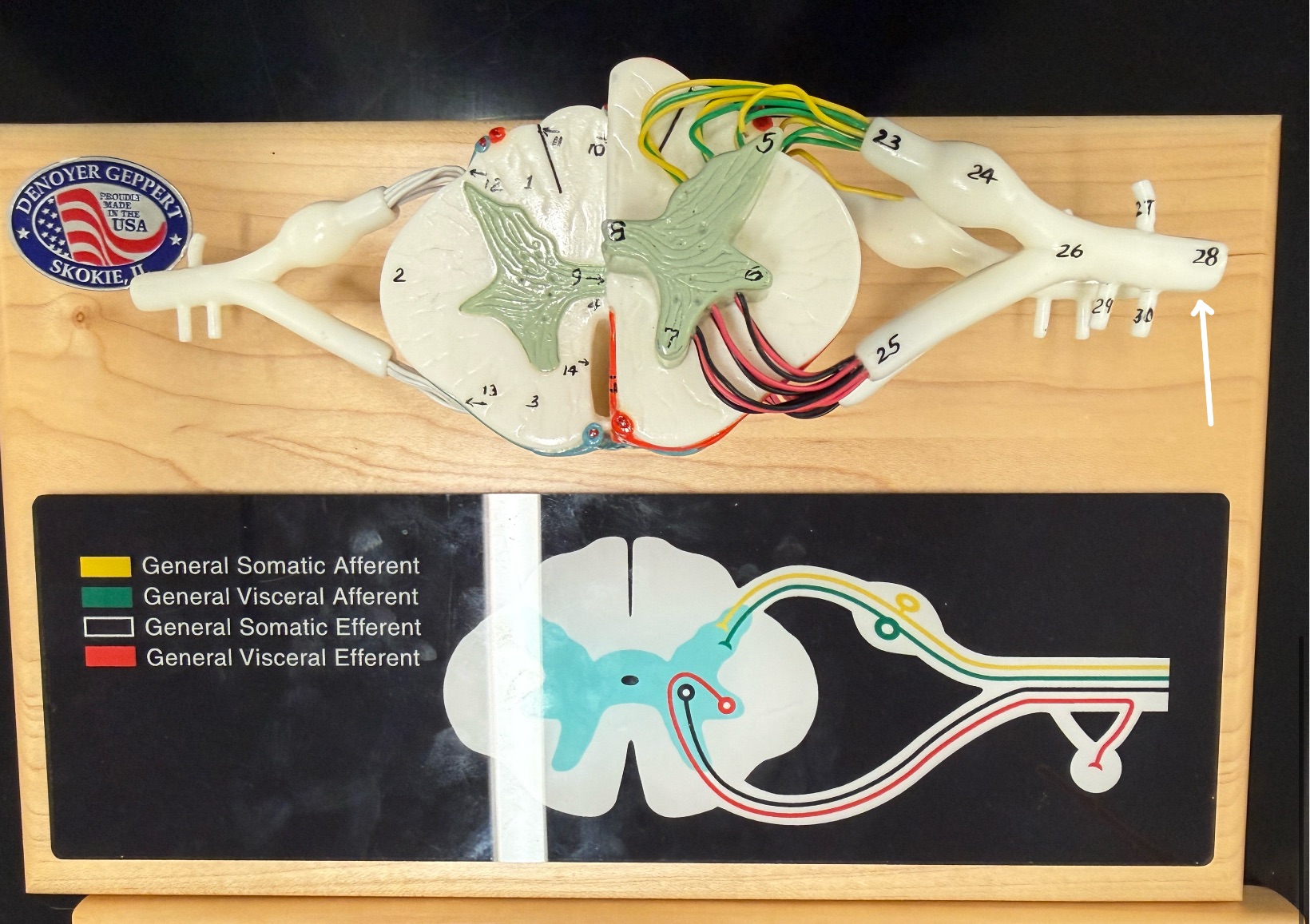 <p>Name what is pointed at on the spinal cord model</p>