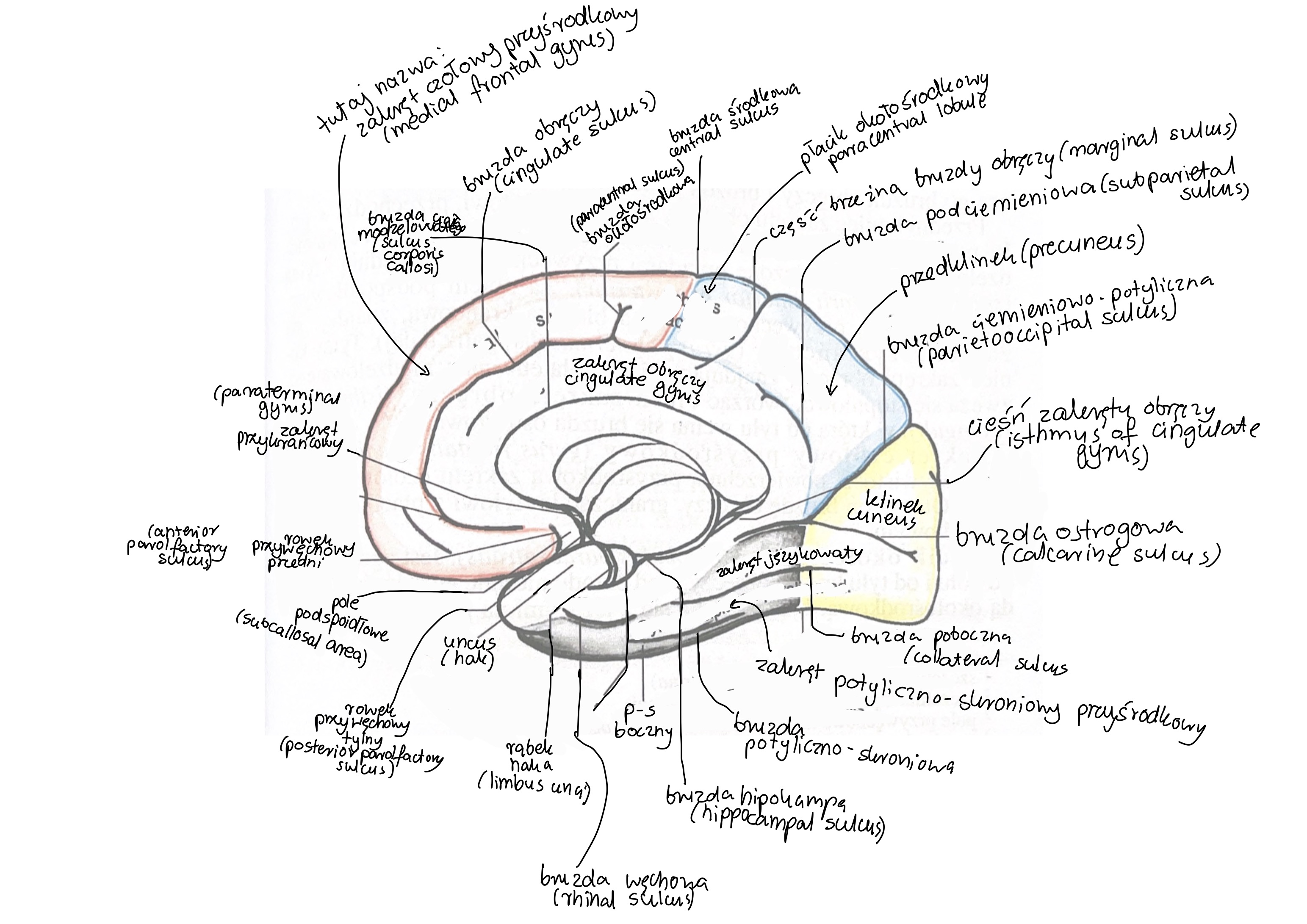 <ul><li><p>poniżej ciała modzelowatego</p></li><li><p>pomiędzy rowkami przywęchowaymi przednim i tylnym (anterior and posterior parolfactory sulcus)</p></li></ul>