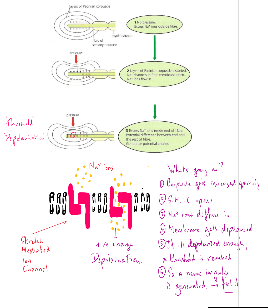 knowt flashcard image