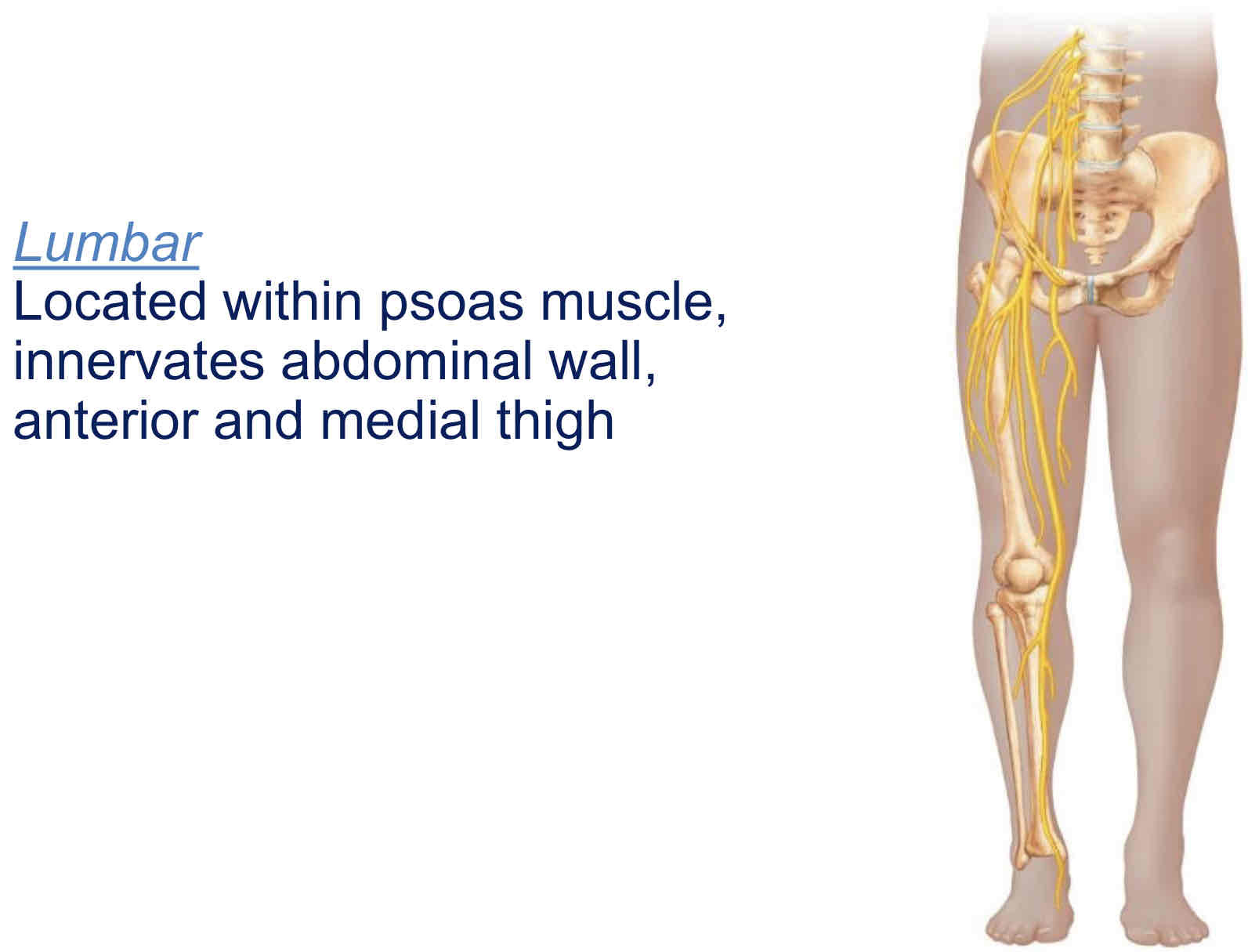 <p>Located within psoas muscle (hip), innervates abdominal wall, anterior and medial thigh</p>