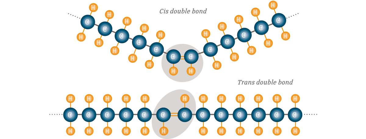 <p>Trans-unsaturated fats </p>