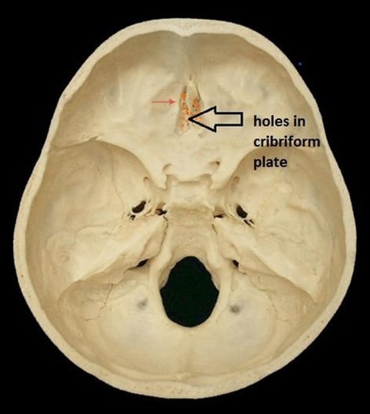 <p>holes in the cribriform plate which transmit the olfactory nerves</p>