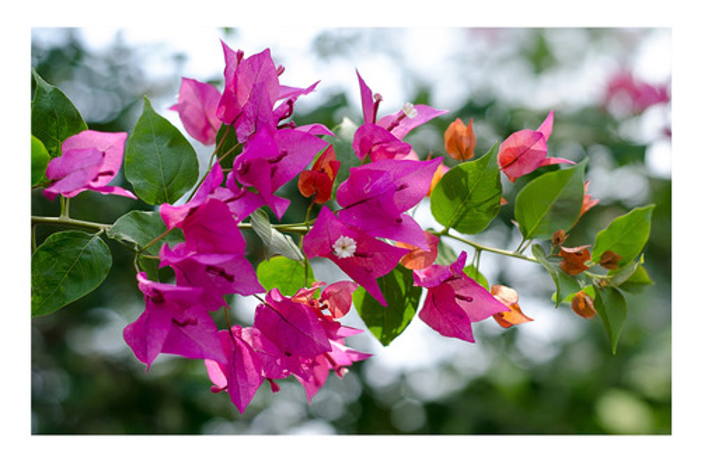 <p>Bougainvillea spectabilis</p>