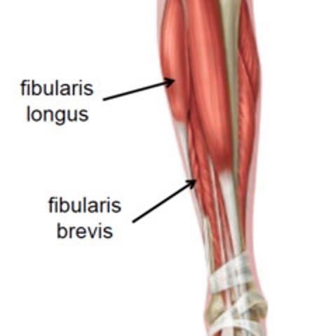 <p><strong>origin:</strong> head and superior 2/3 of lateral surface of fibula </p><p><strong>insertion: </strong>base of first metatarsal &amp; medial cuneiform</p><p><strong>innervation: </strong>superficial fibular nerve (L5-S2)</p><p><strong>action:</strong> evert foot, weakly plantar flex ankle, supports transverse arch of foot</p>