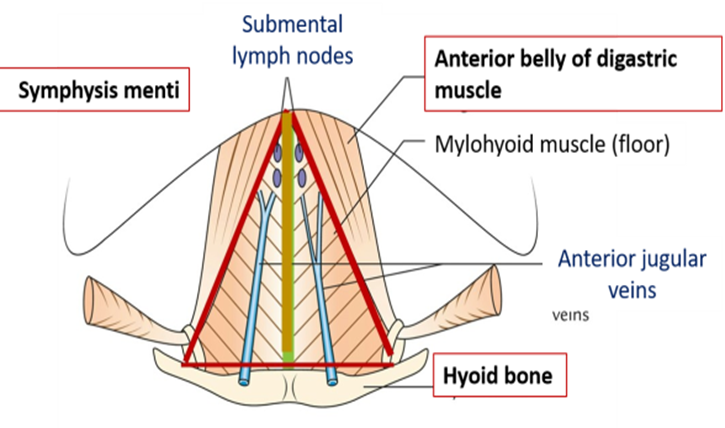 <p>Anterior jugular vein and submental lymph nodes</p>