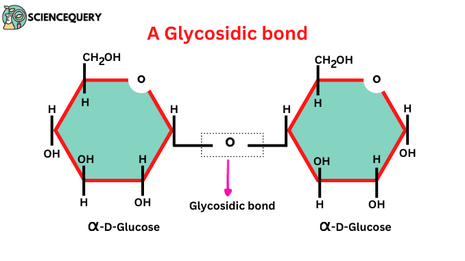 <p>a H-O-H link between two sugar molecules ; formed by condensation reaction ; it is a covalent bond</p>