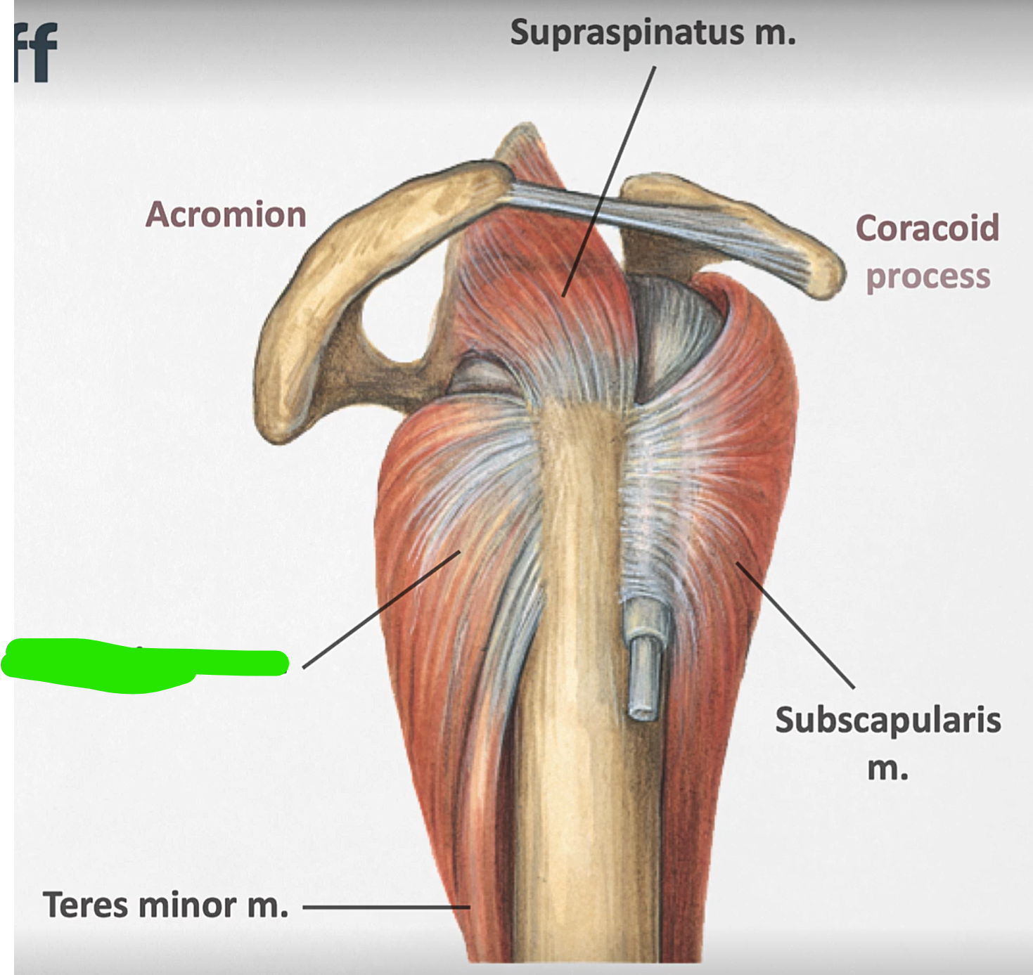 term image