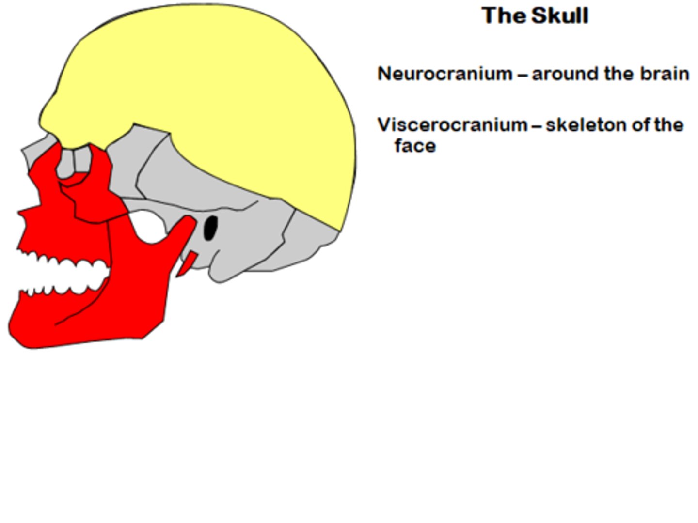 <p>Cranium and Face.</p>