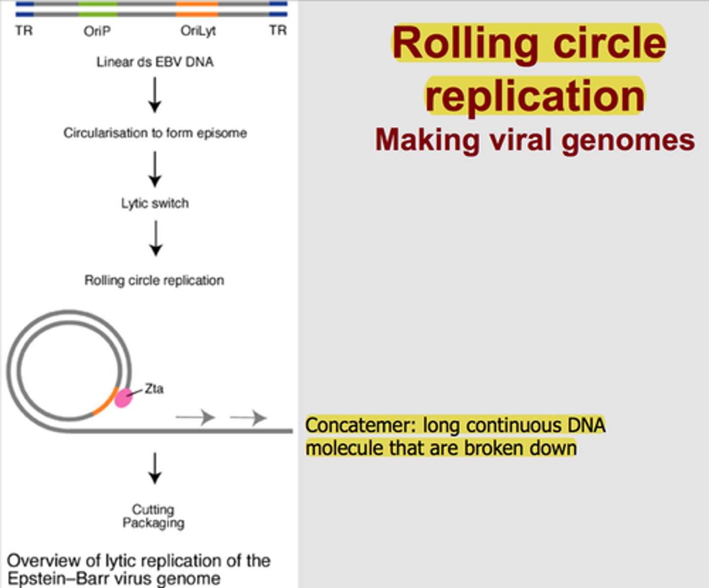 <p>- remains dormant for periods of time<br>- infection follows attachment of virions to specific cell receptors<br>- proteins inhibit macromolecular synthesis<br>--&gt; turn linear DNA circular</p>