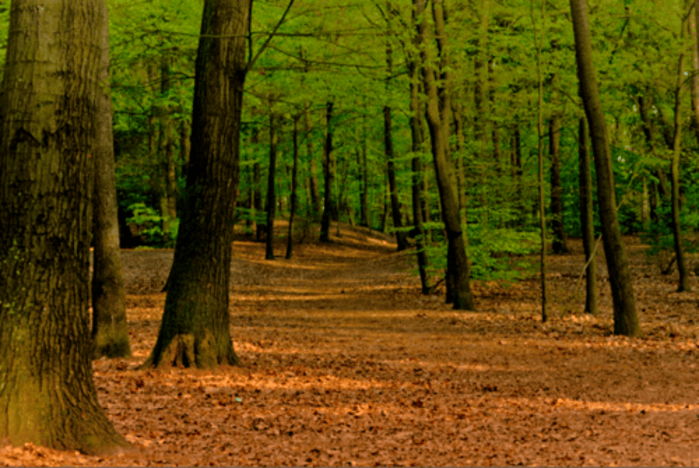 <p>Regulating services help control and maintain ecosystem balance. For example, trees absorbing CO2 is a regulating service.</p><p>Supporting services are the foundation of all other ecosystem services. For example, soil formation and photosynthesis support plant growth.</p><p>- Regulating = Controls (like a thermostat)</p><p>- Supporting = Builds the base (like the foundation of a house)</p>