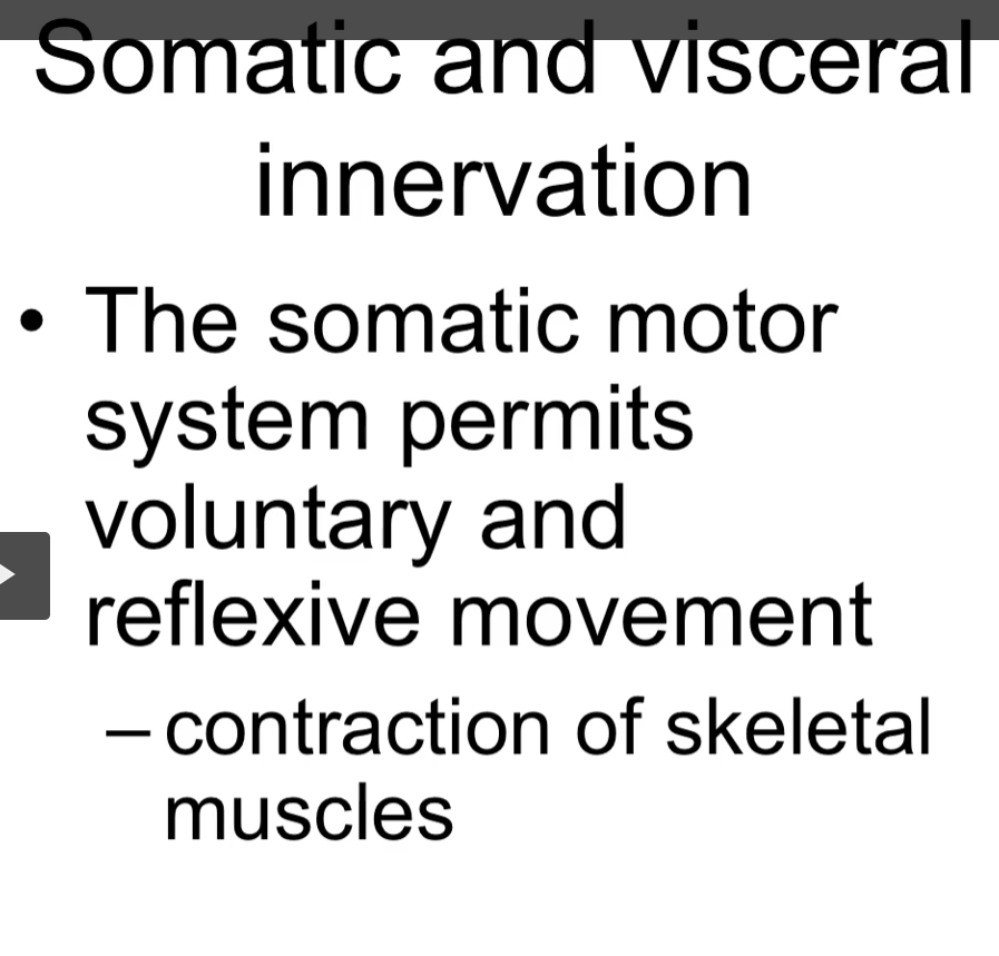 <p>functionally the nervous system is subdivided into a somatic nervous system and a autonomic nervous system. </p><p>the somatic nervous system is mainly a motor system that hits the voluntary aeroflexive movements. </p><p>it does so by contracting the skeletal muscle</p>