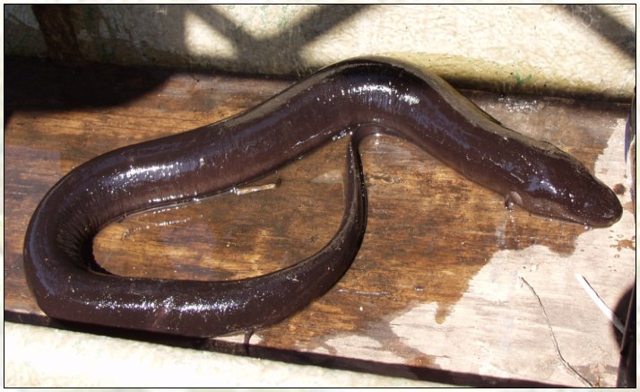 <p>amphiuma means</p>