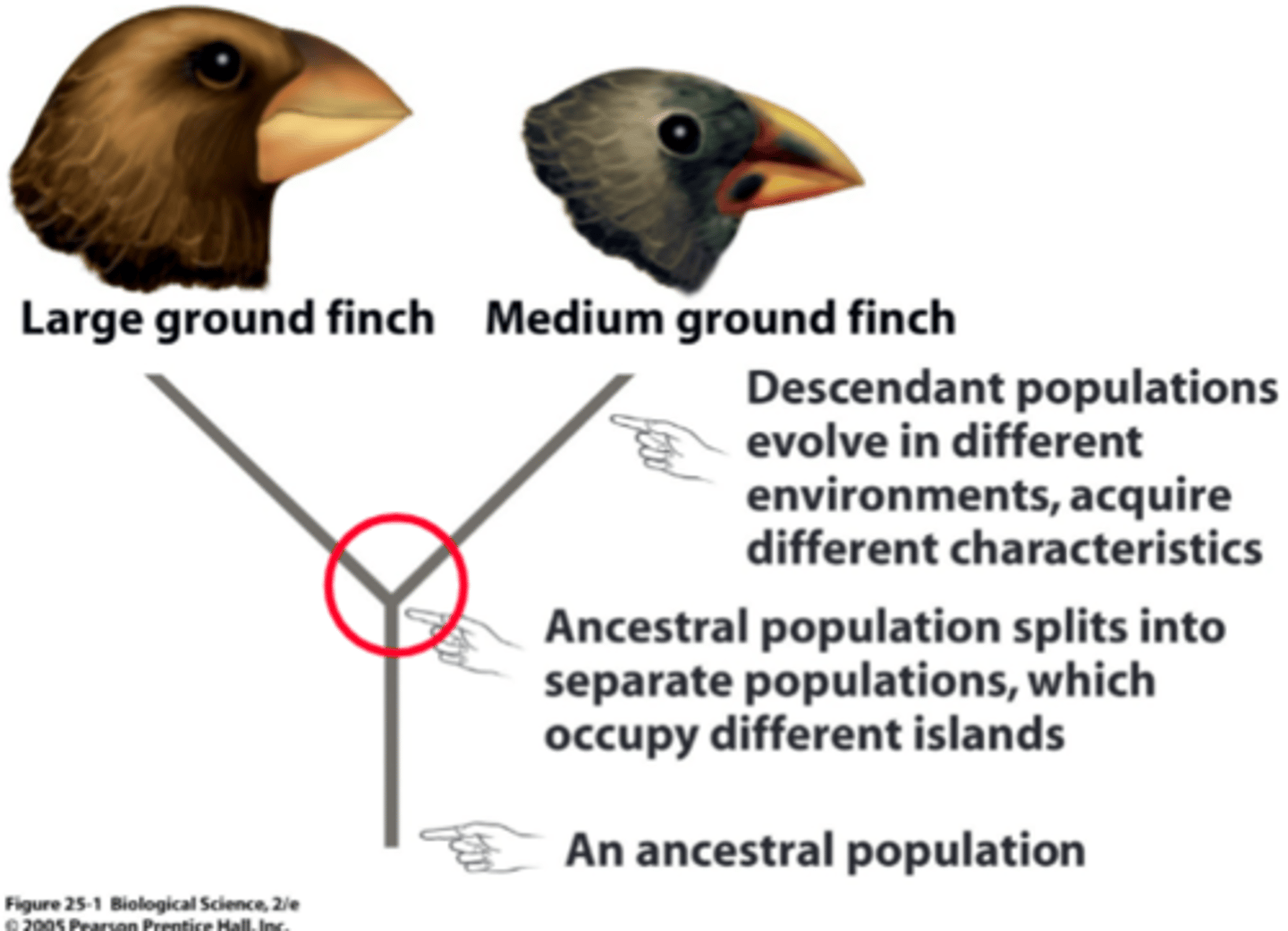 <p>Formation of new species</p>