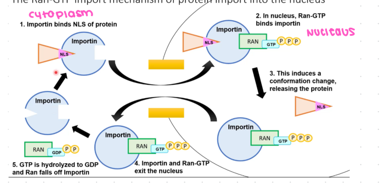 <ul><li><p>importin binds to NLS on folded cargo protein in cytosol</p></li><li><p>Importin undergoes conformational change, so it is recognized by fibrils</p></li><li><p>Receptors direct cargo protein to the nuclear pore by interacting with fibrils</p></li><li><p>compound goes into the pore complex</p></li><li><p>Inside the nucleus, Ran GTP binds to importin</p></li><li><p>importing releases cargo protein back to the cytoplasm</p></li><li><p>Importin and Ran GTP exit the nucleus </p></li><li><p>Ran hydrolases GTP to GDP in cytosolthe </p></li><li><p>Ran falls off and releases importin and repeats processthe </p></li></ul><p></p>