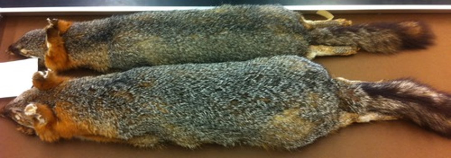 <p>Clade, order, and family?</p>