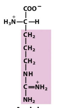 <p>Which amino acid is this (from slides)?</p>