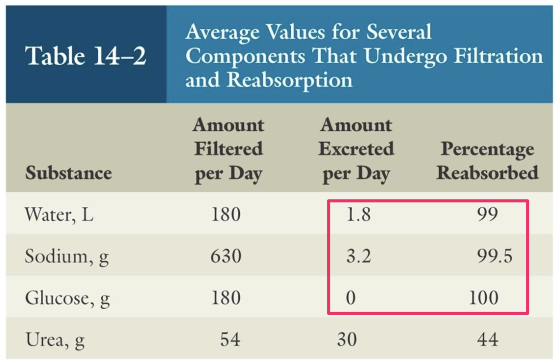 <ul><li><p>filtered loads are HUGE (180 L/day of water)</p></li><li><p>reabsorption of water, ions, nutrients, etc. is almost complete</p></li><li><p>reabsorption of wastes is incomplete → excreted</p></li></ul><p></p>