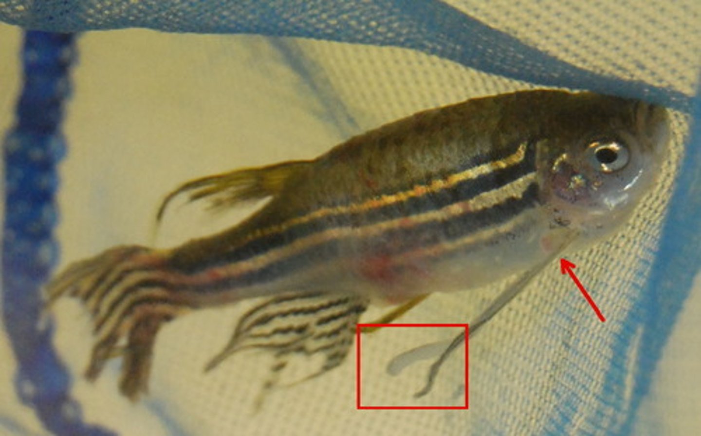 <p>a close association between two species is</p><p>beneficial to one (the parasite) and harmful to the other (the host)</p><p>-normally don't kill the host, but can reduce their fitness</p><p>-they are normally smaller and reproduce faster than hosts</p>