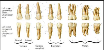 <p>What class are the non feathered species from</p>