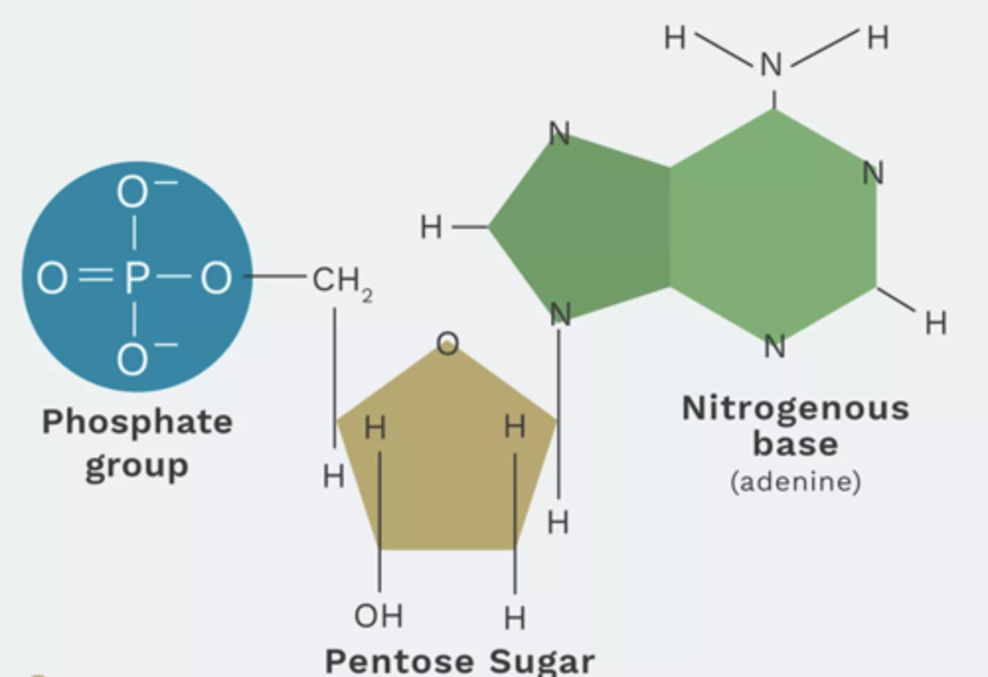 <p>1. Phosphate</p><p>2. Nitrogenous base</p><p>3. 5 carbon sugar</p>