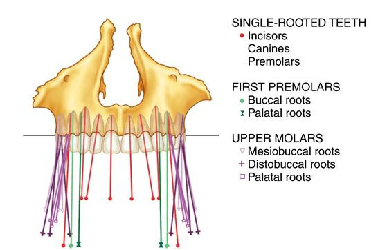 <ul><li><p>Crowns have a slight buccal inclination </p></li><li><p>Roots have a slight lingual inclination → tipped towards cheek </p></li></ul><p></p>