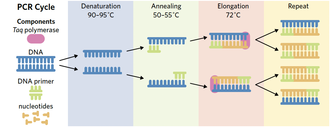 <ol><li><p>denaturation - DNA is heated to approx 90-95 to break the hydrogen bonds between the bases and seperate the strands, forming single stranded DNA</p></li><li><p>annealing - the single strand DNA is cooled to approx. 50-55 to allow the primers to bind to the complementary sequences on the single stranded DNA</p></li><li><p>elongation - the DNA is heated to 72 which allows taq polymerase to work optimally. Taq polymerase binds to the primer which acts as a starting point and begins synthesising a new complementary strand of DNA</p></li><li><p>repeat - the cycle is repeated multiple times for more copies of DNA</p></li></ol><p></p>