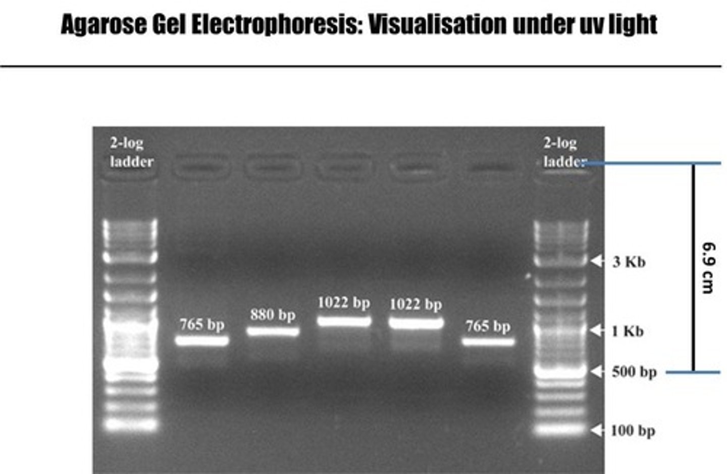 <p>A technique for separating DNA fragments based on size.</p>
