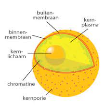 Bevat al het erfelijk materiaal (chromatine)

RNA aanmaken

\

