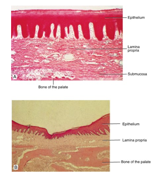<ul><li><p>a structure consisting of a mucous membrane combines with the periosteum of the adjacent  bone</p></li></ul><p></p>