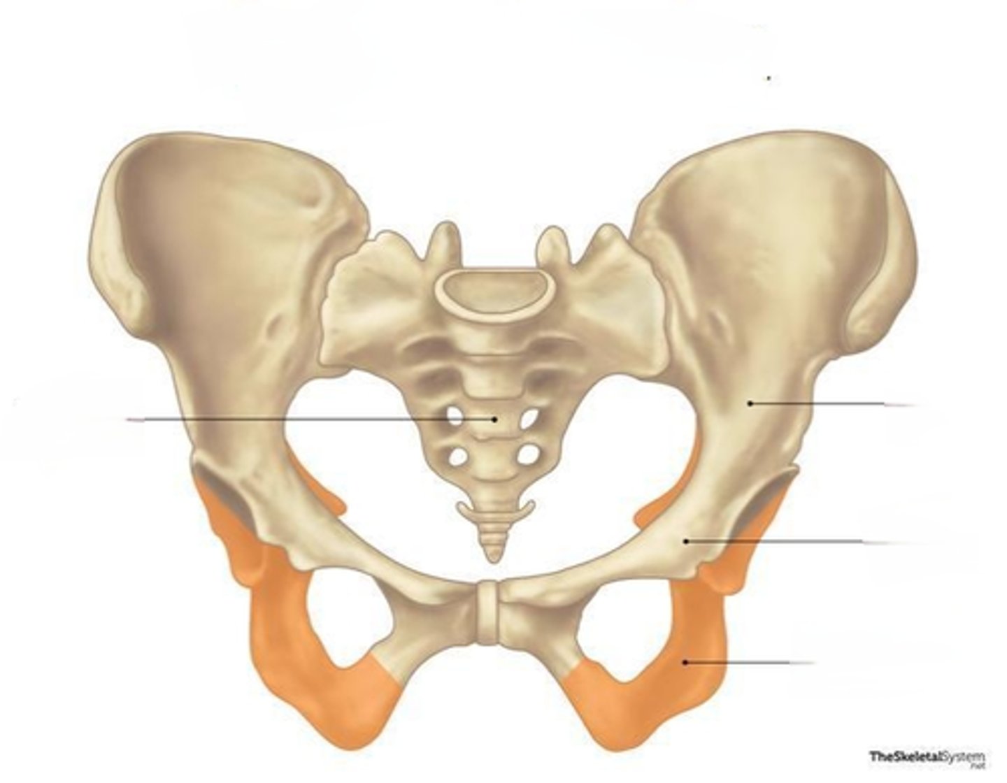 <p>the lowest portion of the hip bone, connects to the pubic symphysis</p>