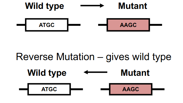 <p>Reverse Mutation</p>