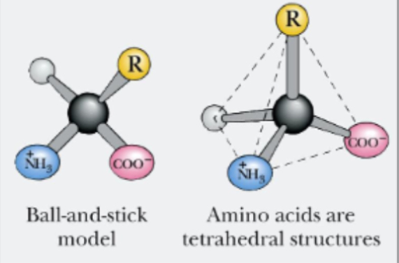 <ul><li><p>alpha amino acids have amino and carboxyl group attached to same central sp3 - hybridised carbon</p></li><li><p>All amino acids that constitute of proteins and are coded in genome are alpha amino acids aka proteinogenic amino acids</p></li><li><p>All proteins essentially composed of 20 naturally occurring alpha amino acids. Some proteins however dont contain all 20 amino acids.</p></li></ul><p></p>
