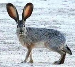 <p>black hair on top of its tail that extends onto rump as a stripe</p>