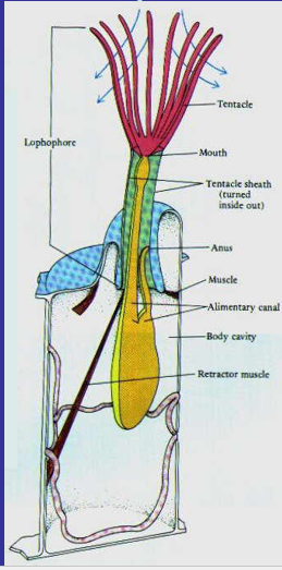 <p>lophophore</p>