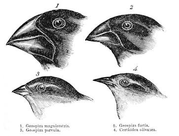 <p>Biological evolution</p>