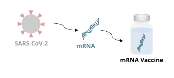 <ul><li><p>mRNA is made in the lab from a DNA template of the virus</p></li><li><p>the mRNA encodes an antigen of the virus</p><ul><li><p>for the COVID-19 vaccine, the mRNA encodes the spike protein on the surface of the virus</p></li></ul></li><li><p>the mRNA is incorporated into a formulation that can be administered as a vaccine</p></li></ul><p></p>