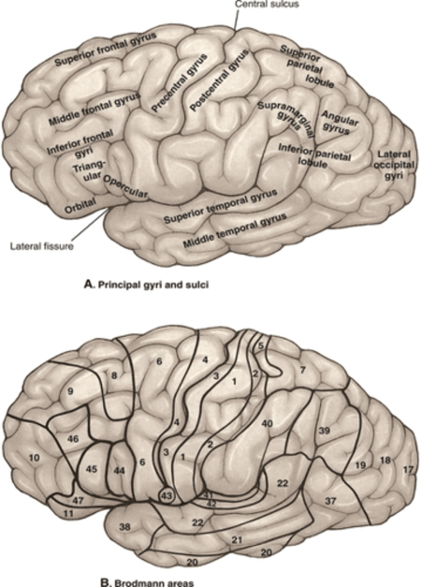 <p>Your patient has a lesion of #44-45. What functions are lost?</p>