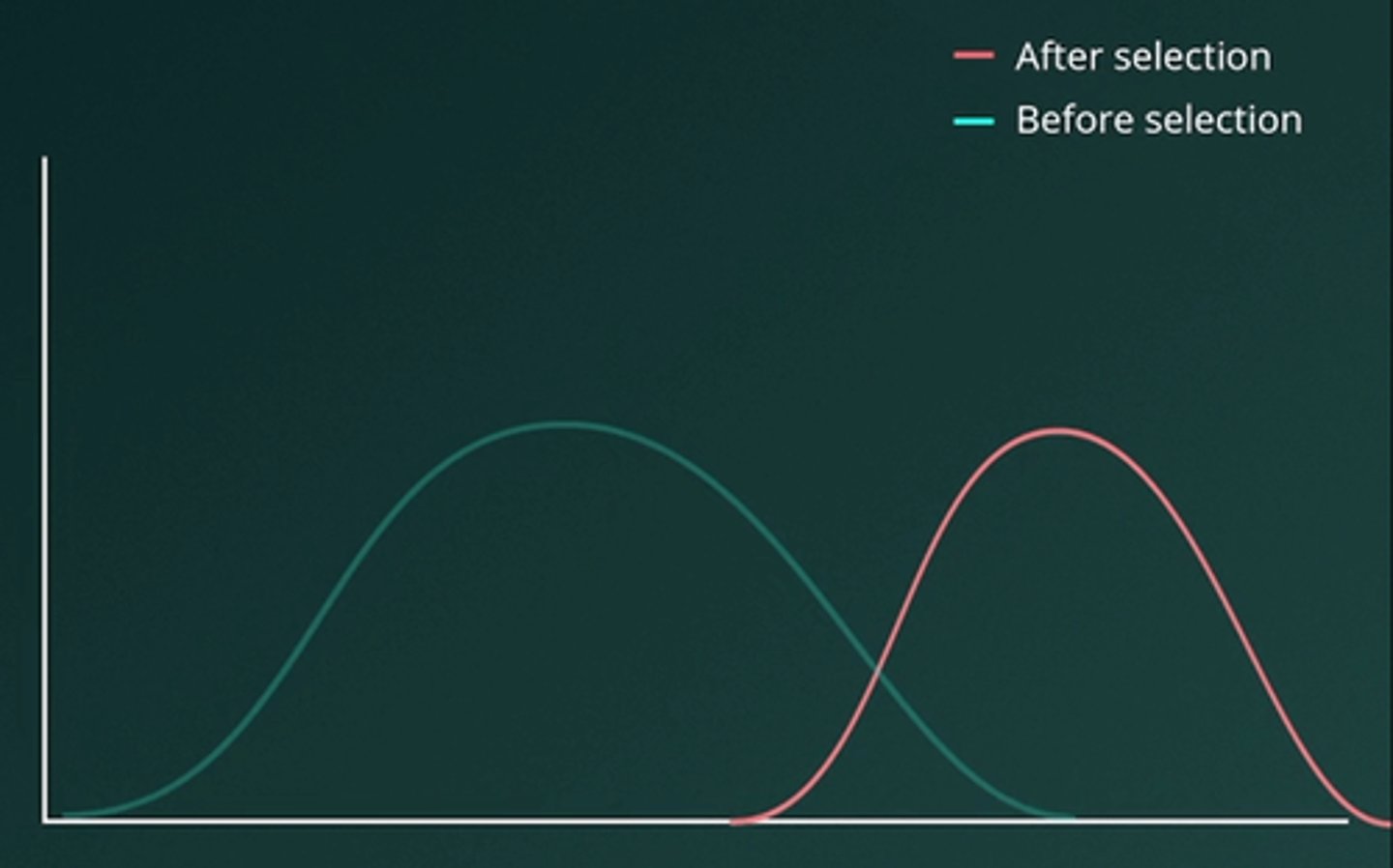 <p>E.Directional</p><p>Directional selection occurs when one extreme phenotype is favored, leading to a shift in the population towards that trait. In this example, the giraffe population shows directional selection as the proportion of long-necked individuals increases. Giraffes with longer necks had a survival advantage, allowing them to reproduce and pass on their genes, resulting in more long-necked giraffes over time.</p>
