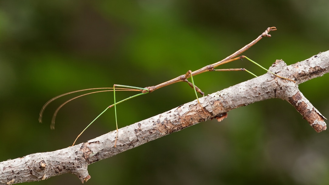 <p>Walking sticks</p>