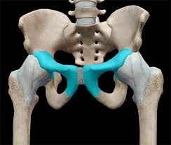 <p><span>below the ilium</span></p>