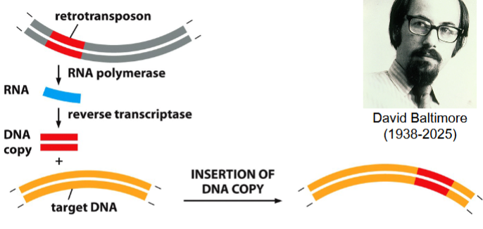 <p>retrotransposon is transcribed to an RNA molecule (catalyzed by RNA polymerase)</p><p>complementary DNA strand is synthesized (catalyzed by reverse transcriptase (RT)) → result: DNA-RNA double stranded hybrid</p><p>RNA strand is destroyed, replaced with a new strand of DNA (catalyzed by RT) → result: double-stranded copy of the retrotransposon</p><p>double-stranded copy of retrotransposon can now be inserted somewhere else in the genome</p>