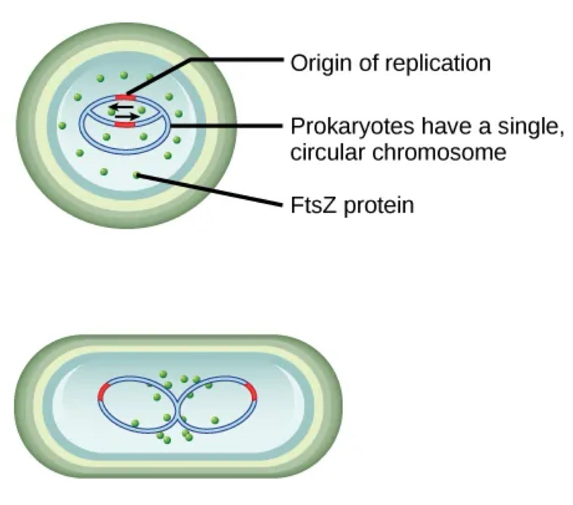 <p>binary fission begins with replication of DNA </p><p>FtsZ is distributed throughout cell</p><p>the cell elongates </p><p>FtsZ moves to middle of cell</p><p>chromosomes move to opposite ends of cell </p><p>FtsZ gathers at midpoint between them </p><p>FtsZ directs the formation of the septum made of plasma membrane and cell wall materials </p><p>the cell pinches in half and 2 daughter cells formed</p>